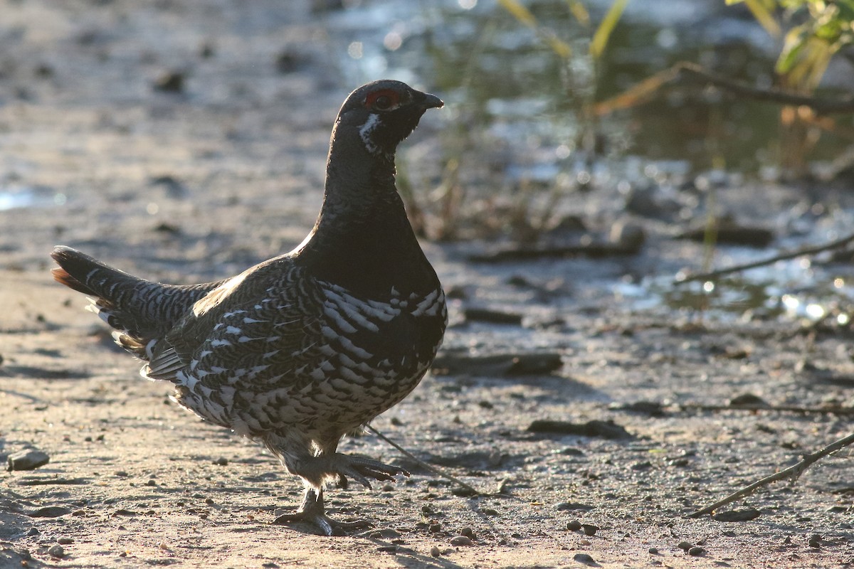 Spruce Grouse - ML620775582