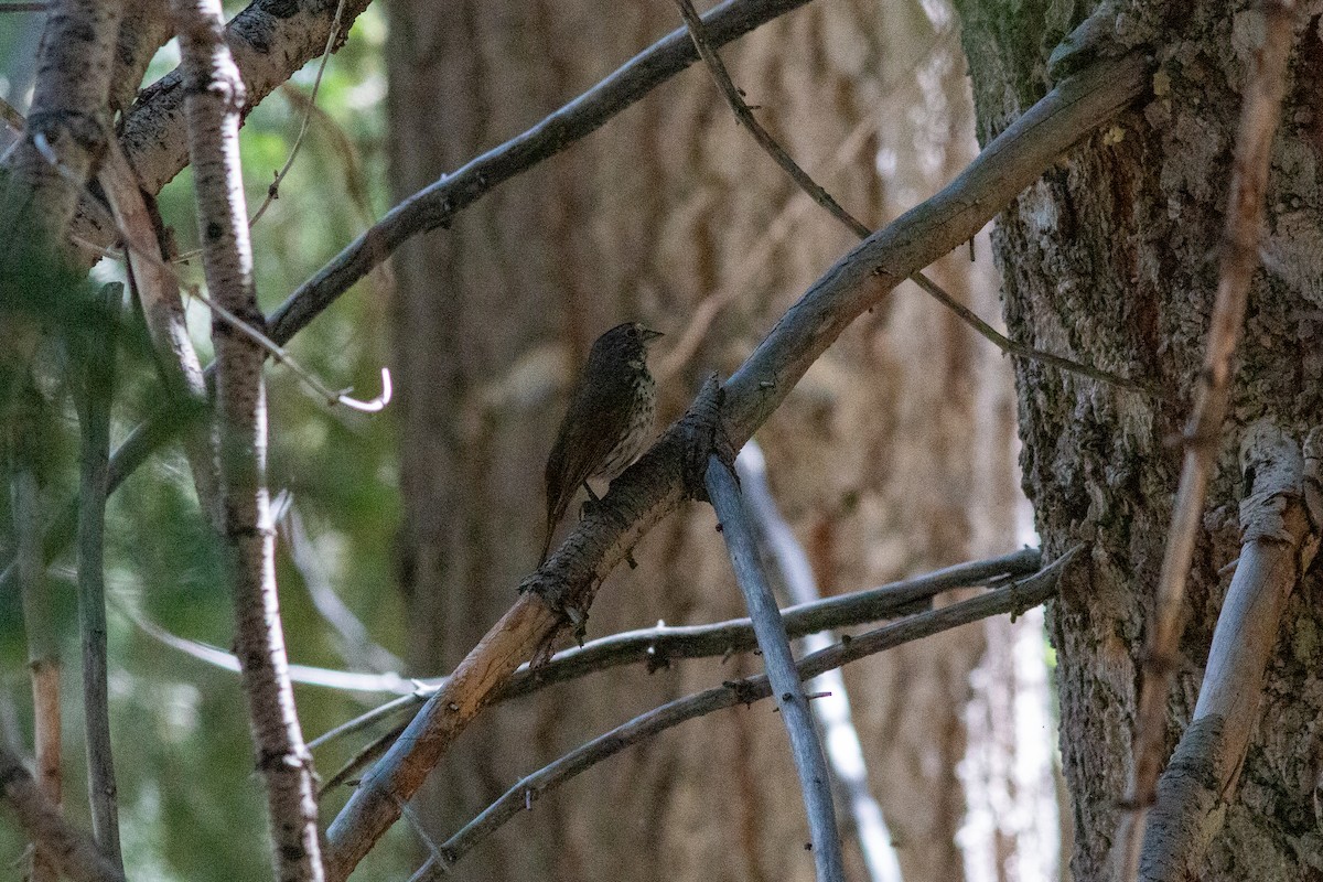 Fox Sparrow (Thick-billed) - ML620775588