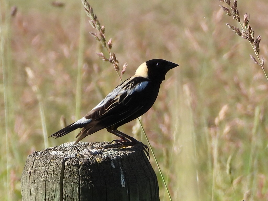 Bobolink - ML620775589