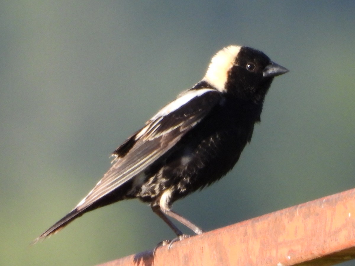 Bobolink - Tammy Bradford