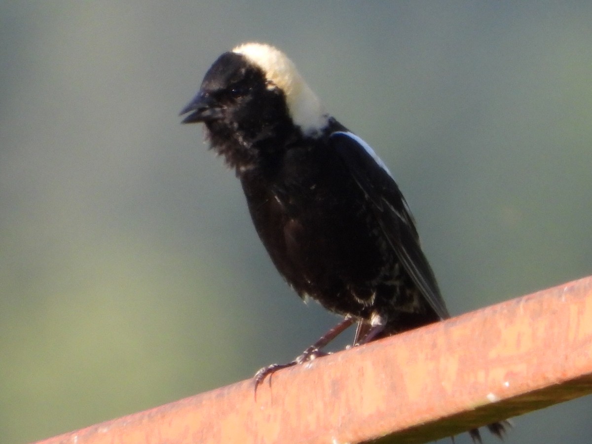 Bobolink - ML620775591