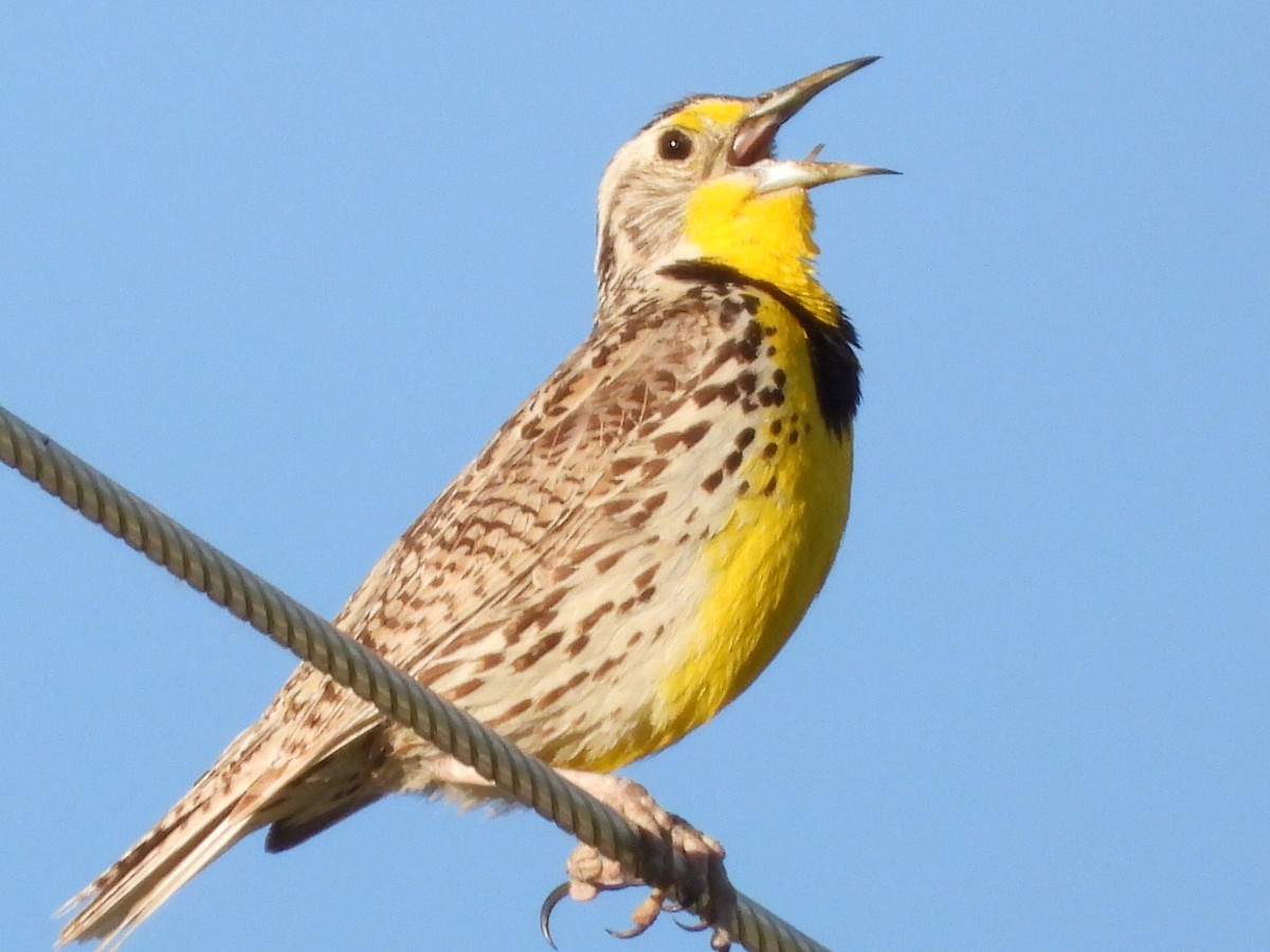 Western Meadowlark - Tammy Bradford