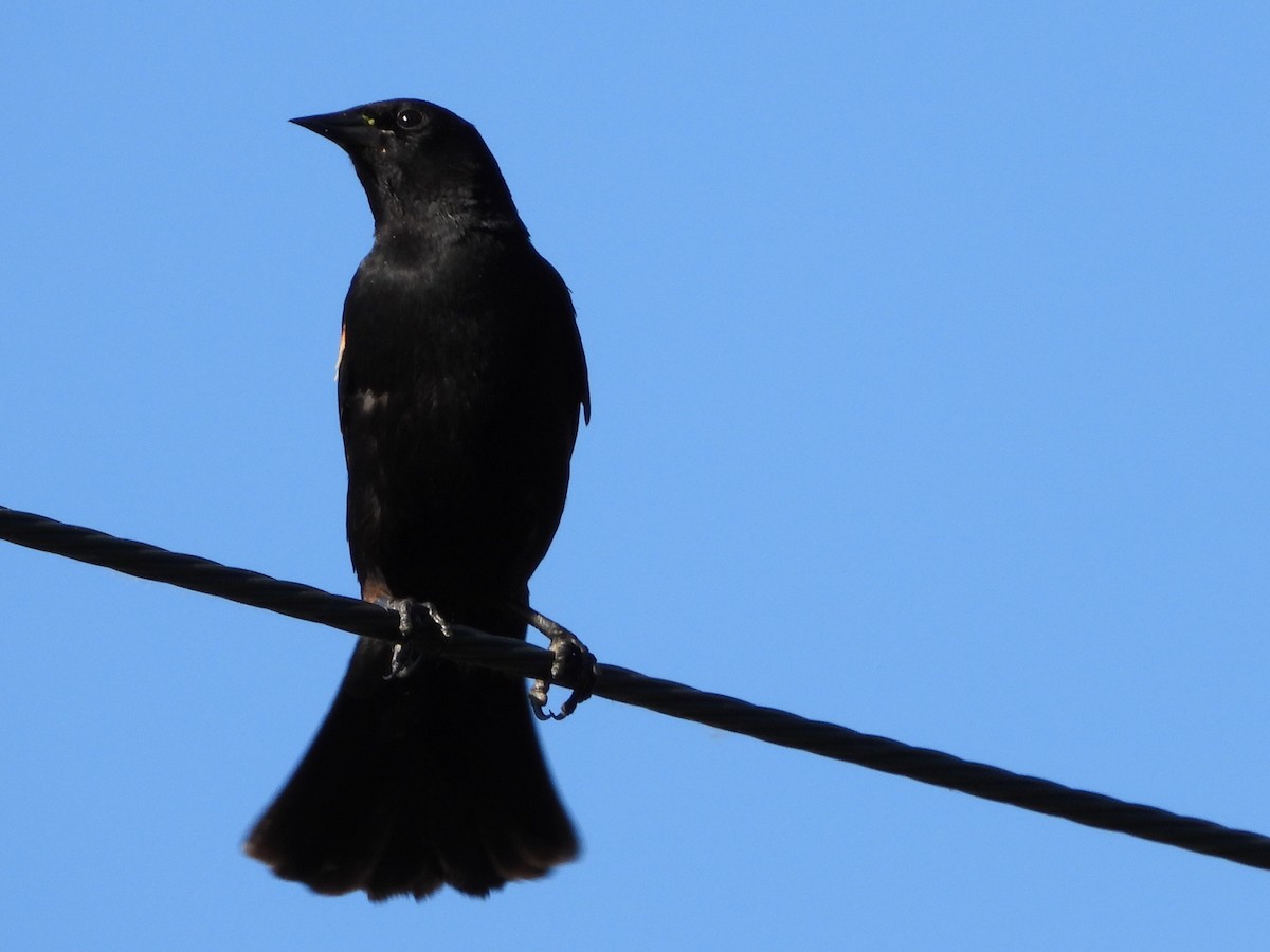 Red-winged Blackbird - ML620775596