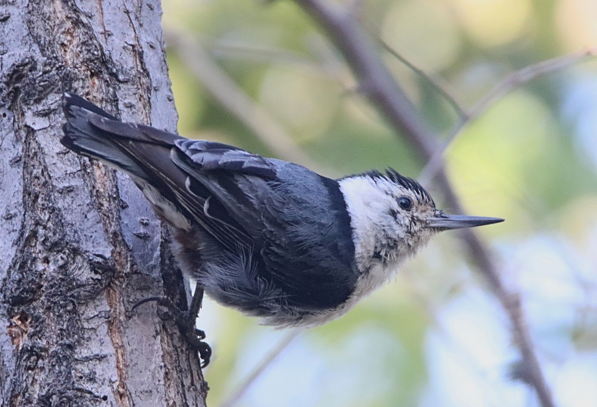 White-breasted Nuthatch (Interior West) - ML620775600