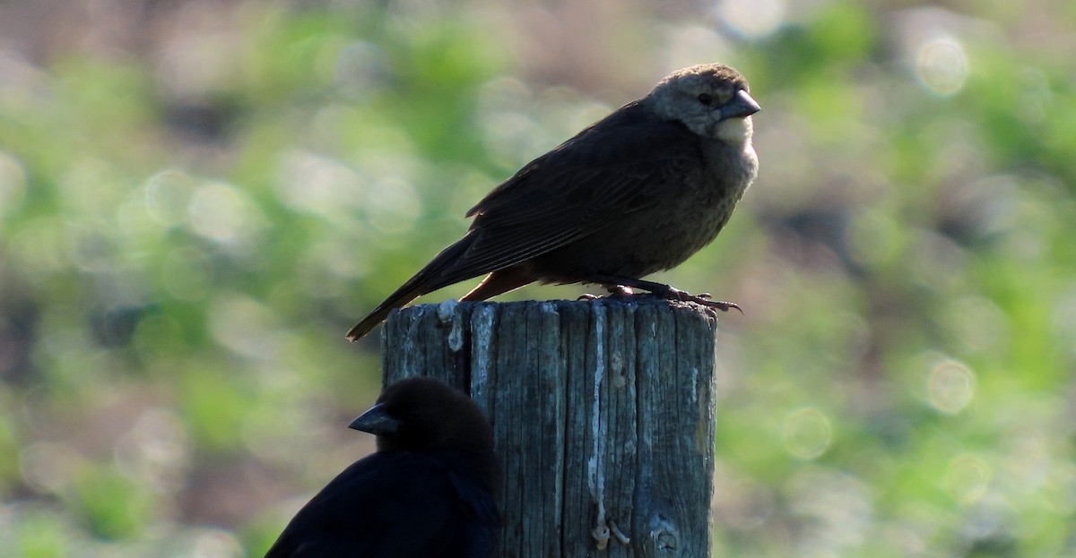 Brown-headed Cowbird - ML620775601