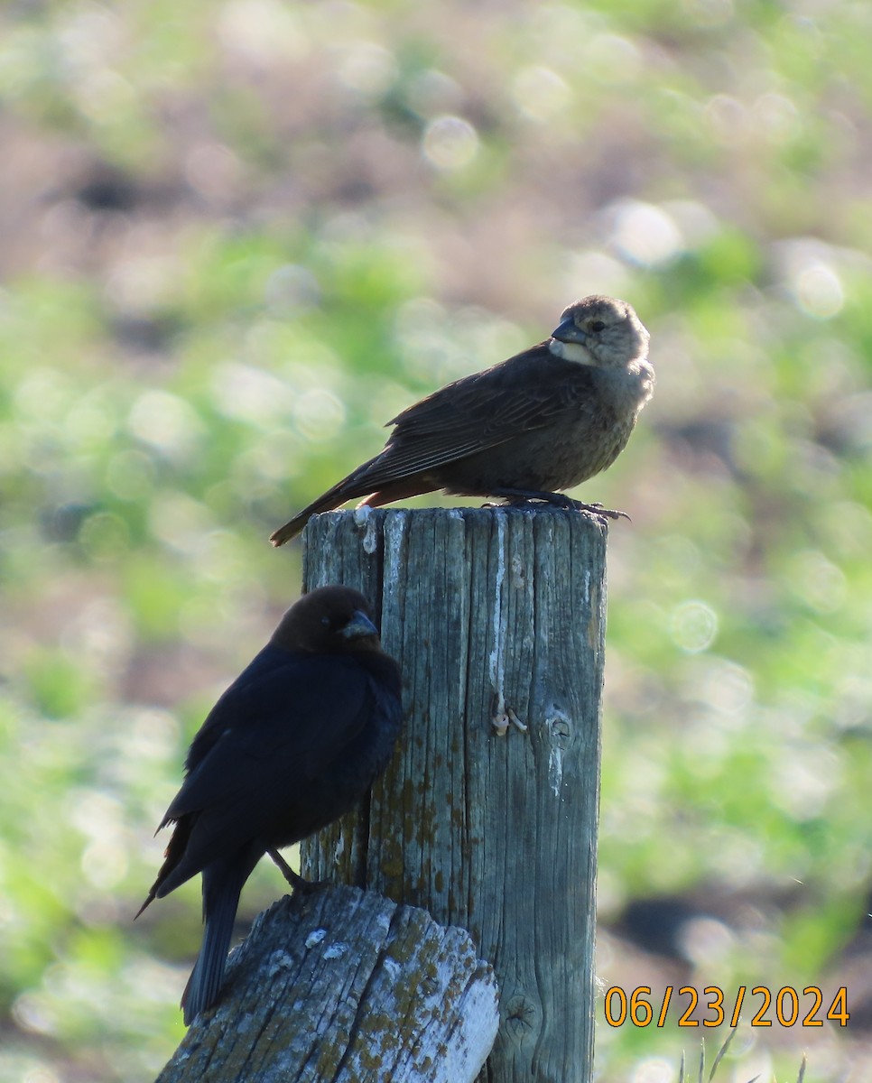 Brown-headed Cowbird - ML620775602