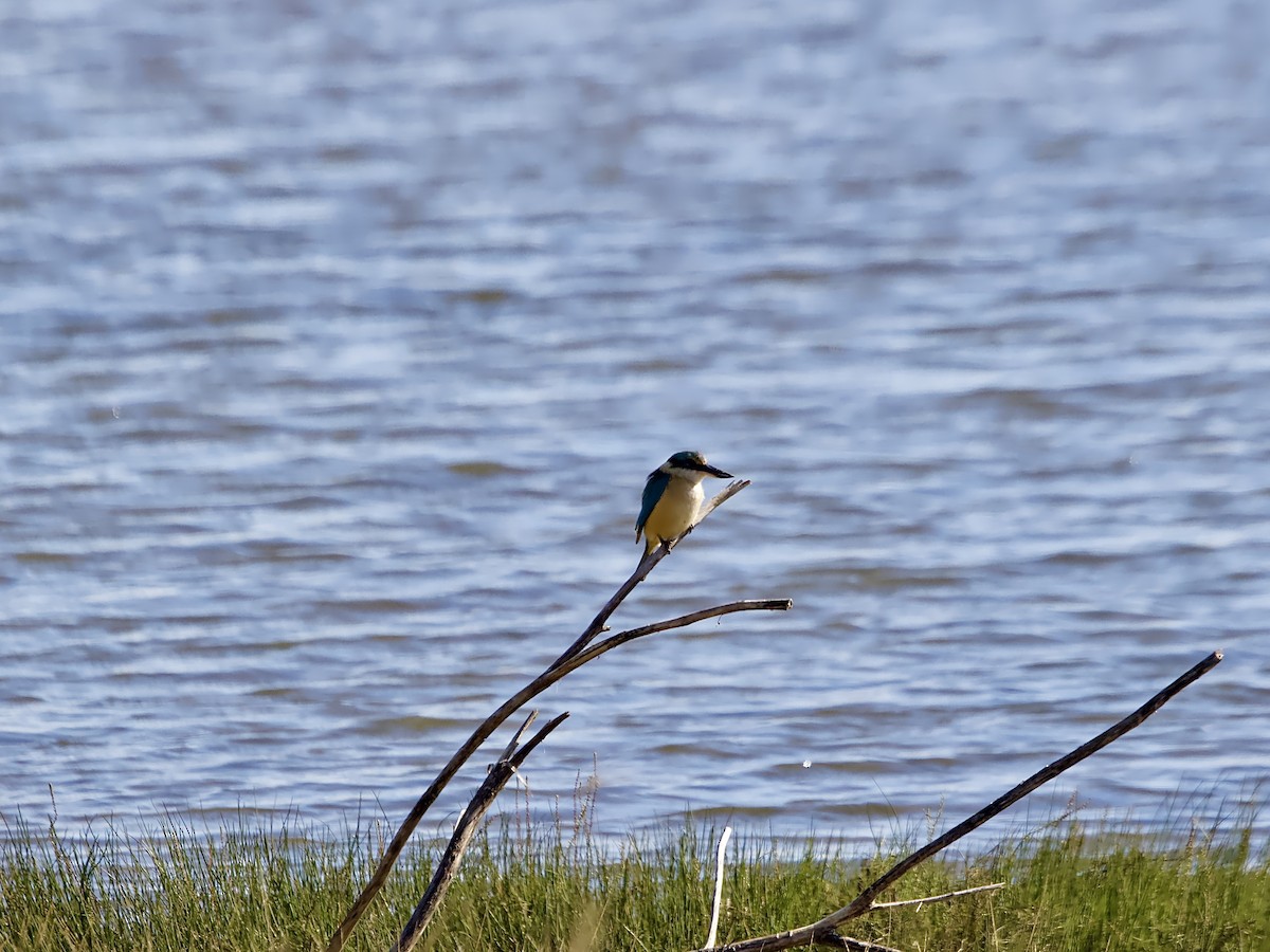 Sacred Kingfisher - ML620775603