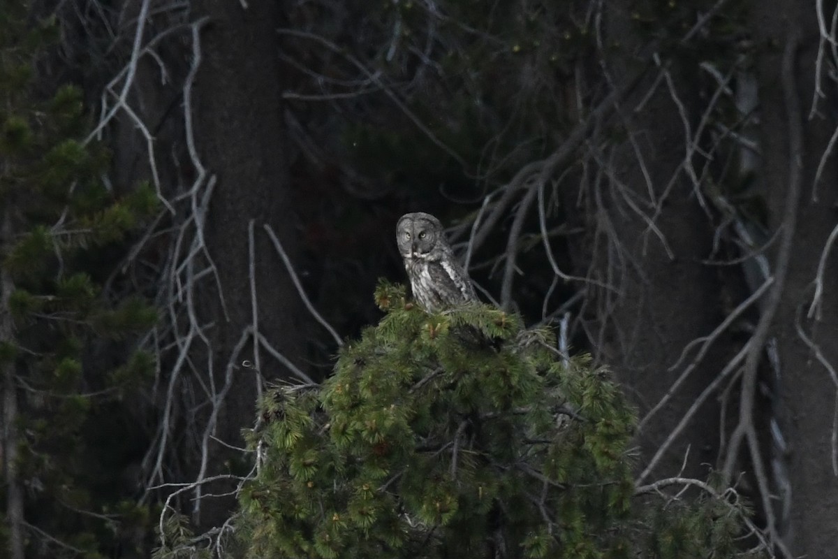 Great Gray Owl - ML620775604