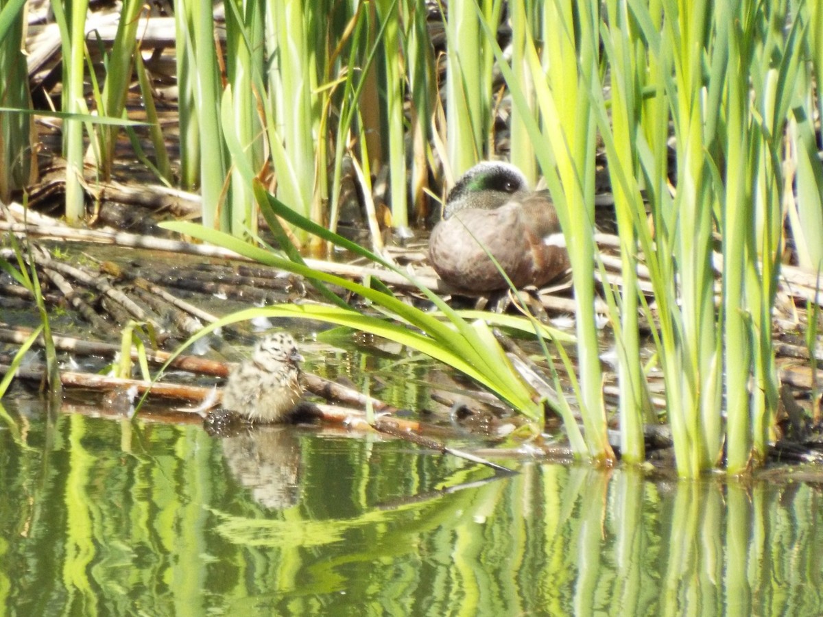 American Wigeon - ML620775605