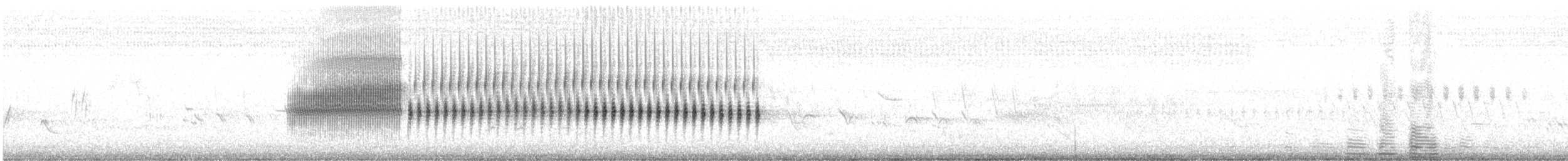 Schwirrammer - ML620775607