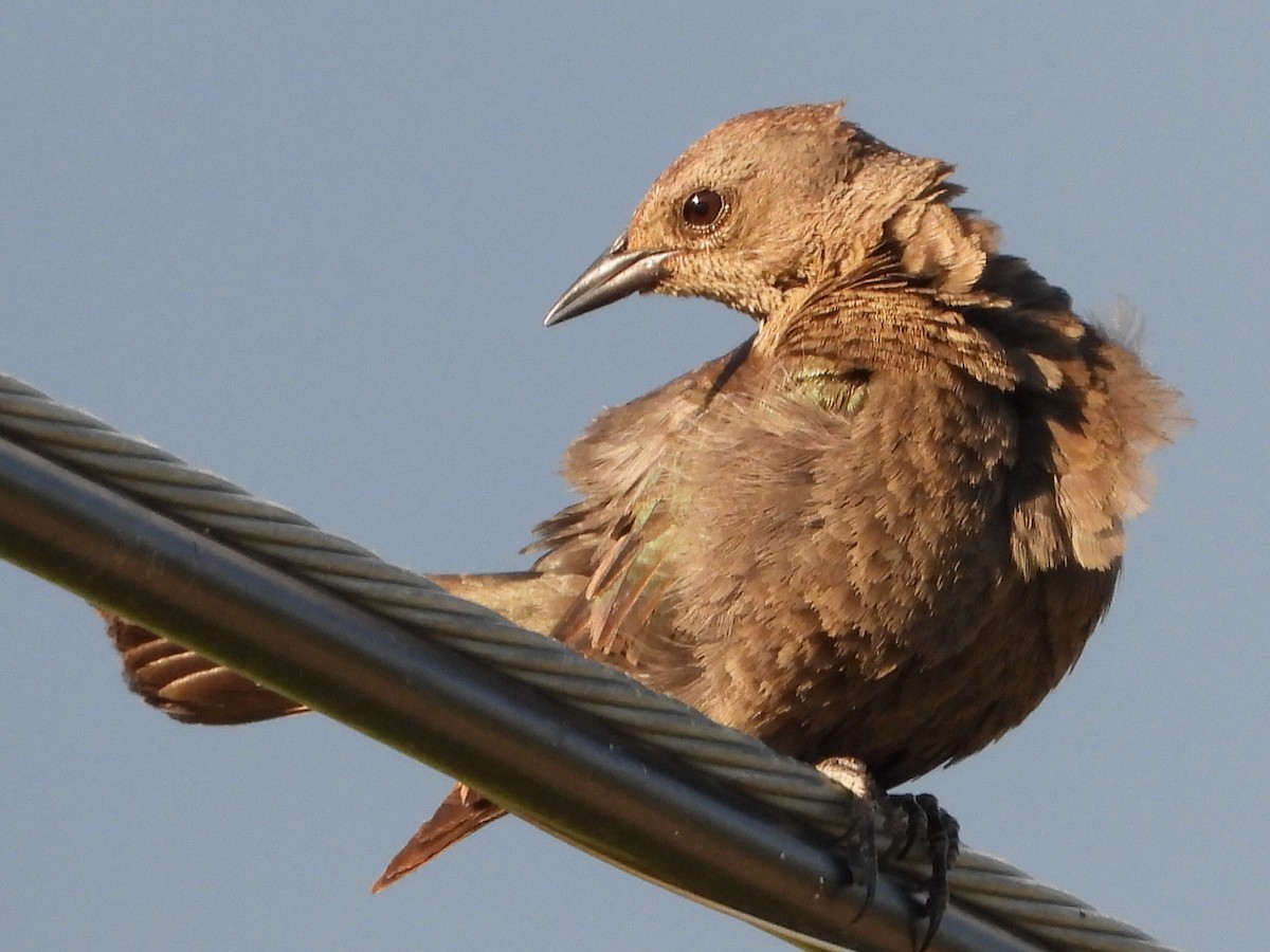 Brewer's Blackbird - ML620775608