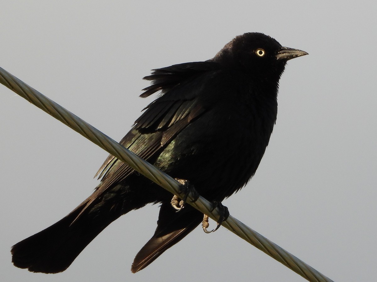 Brewer's Blackbird - ML620775609