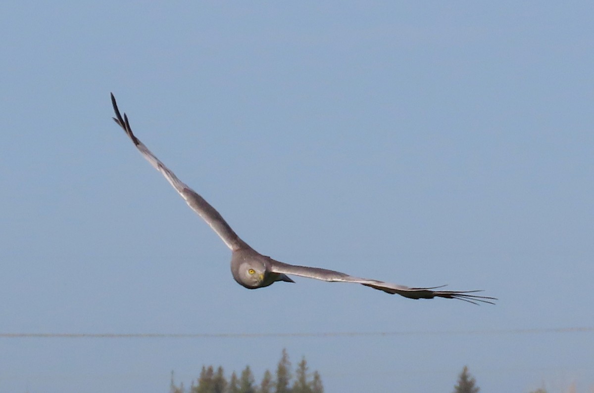 Aguilucho de Hudson - ML620775611