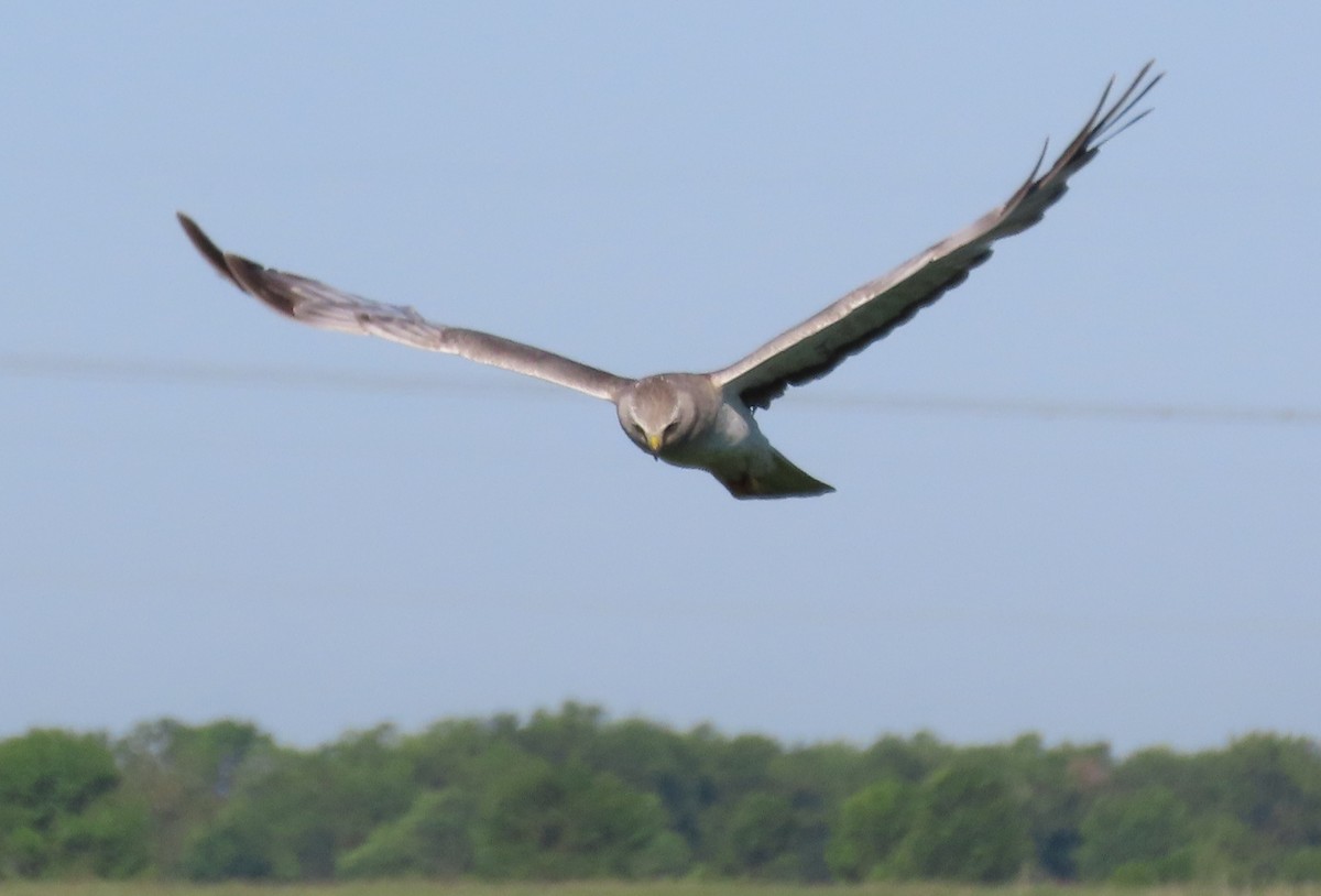 Aguilucho de Hudson - ML620775612