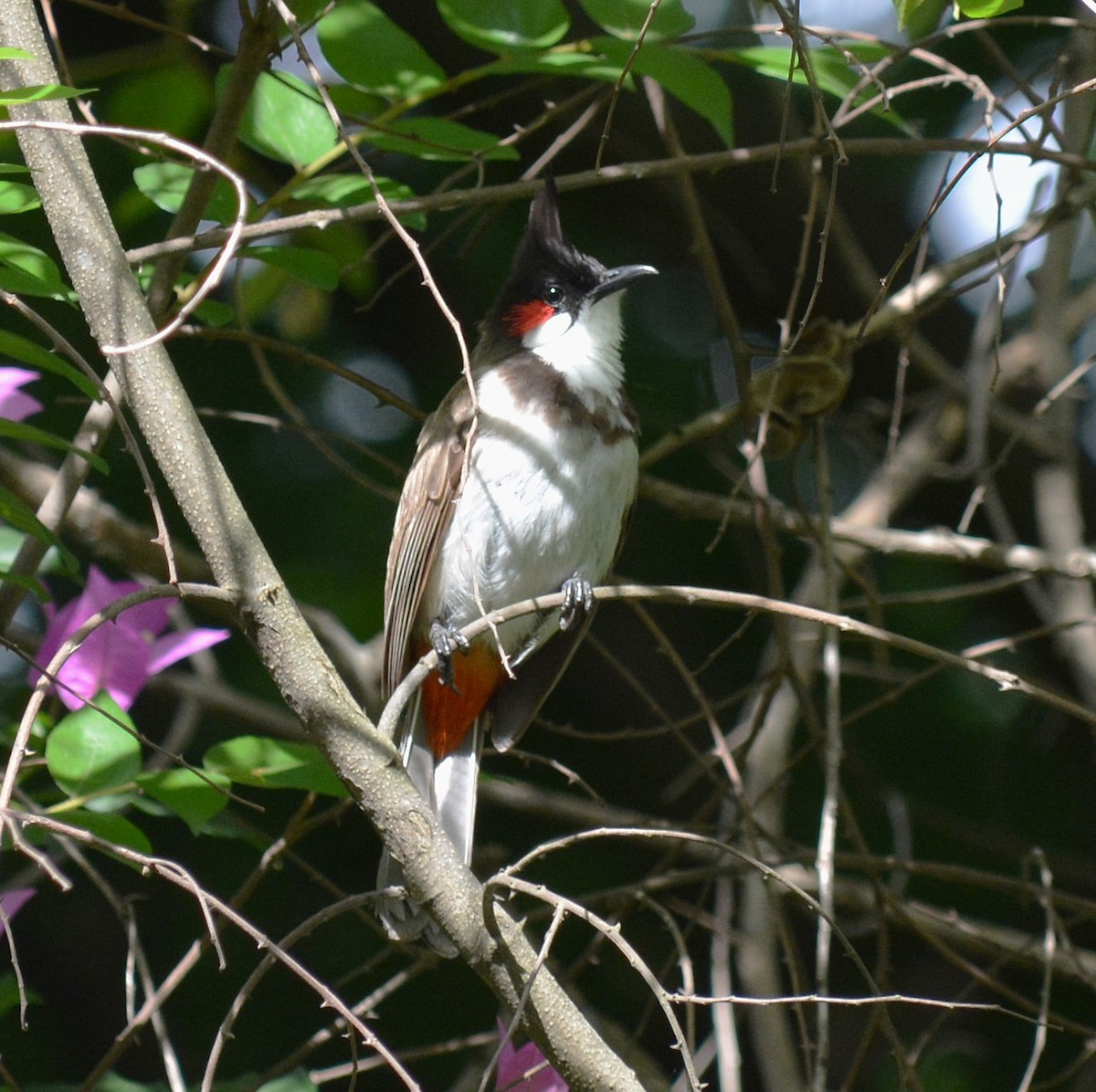 Red-whiskered Bulbul - ML620775616