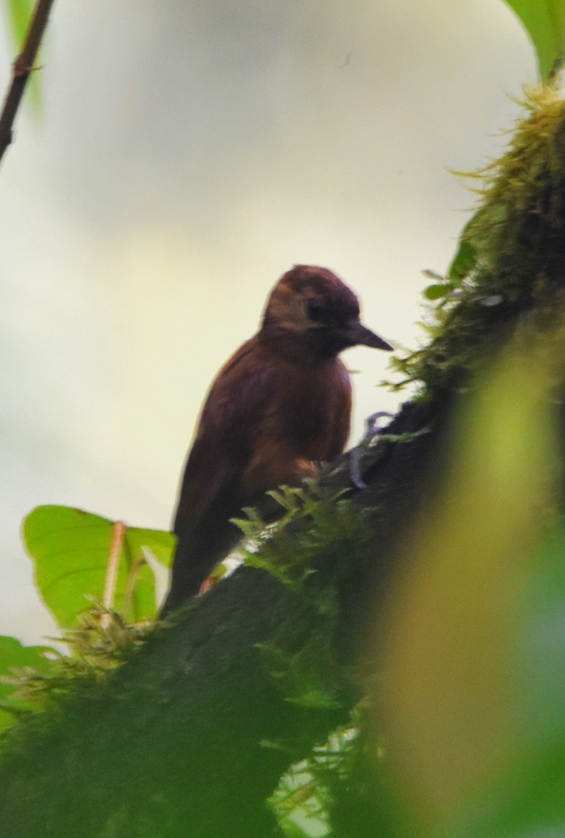 Smoky-brown Woodpecker - Old Sam Peabody