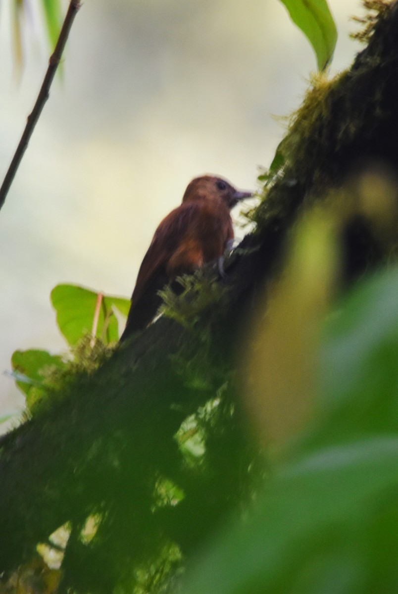 Smoky-brown Woodpecker - ML620775618