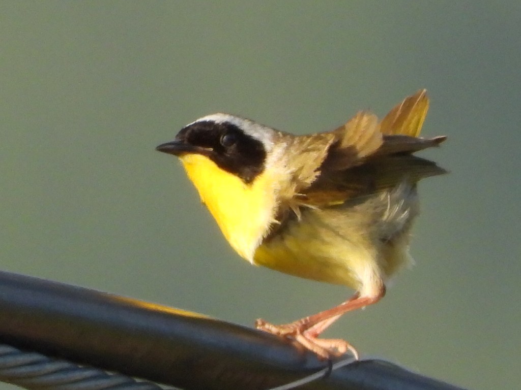 Common Yellowthroat - ML620775619