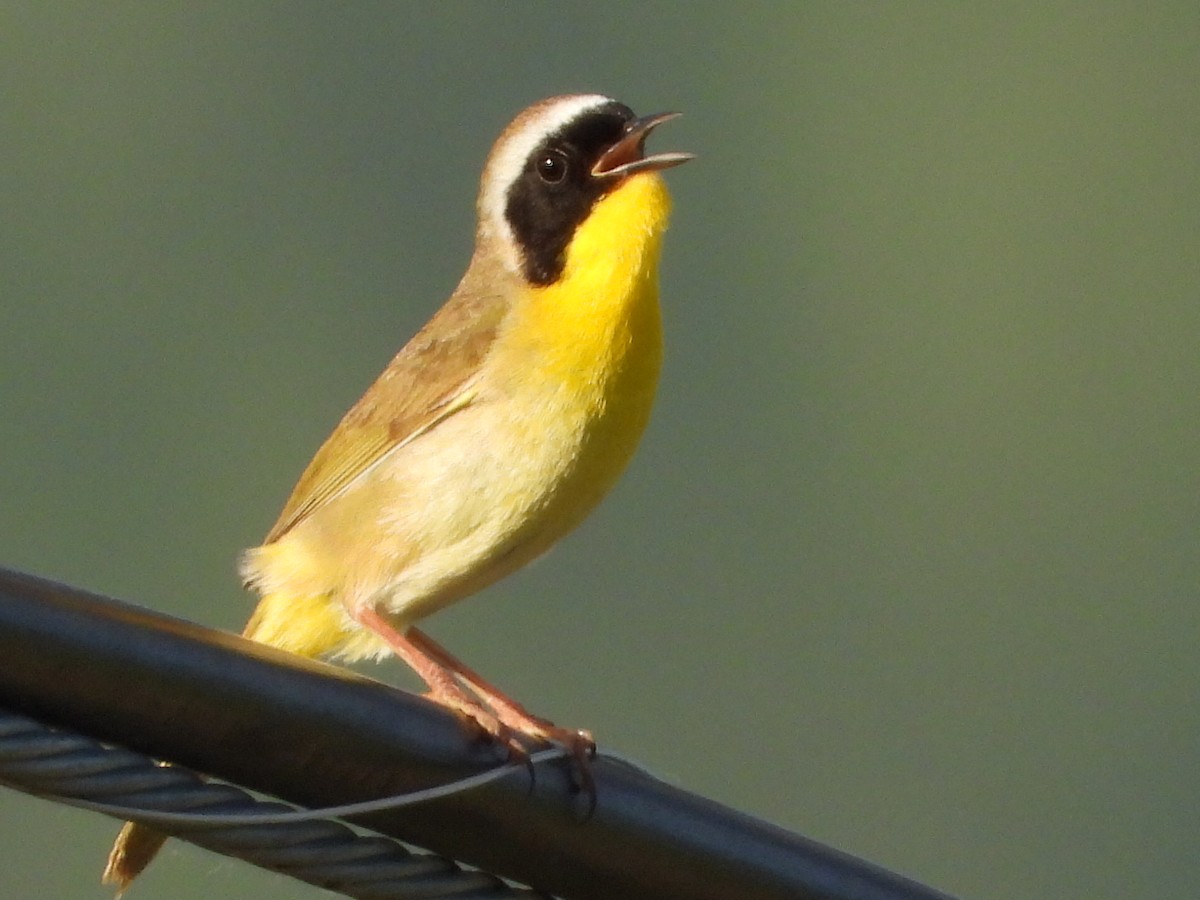 Common Yellowthroat - ML620775620