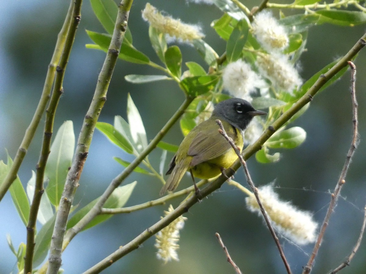 MacGillivray's Warbler - ML620775621