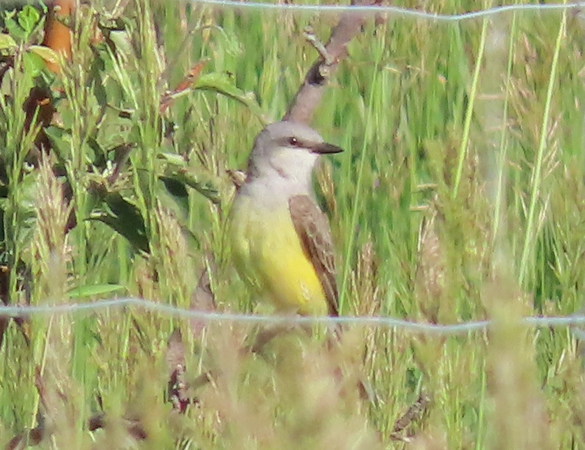 Western Kingbird - Fran Kerbs