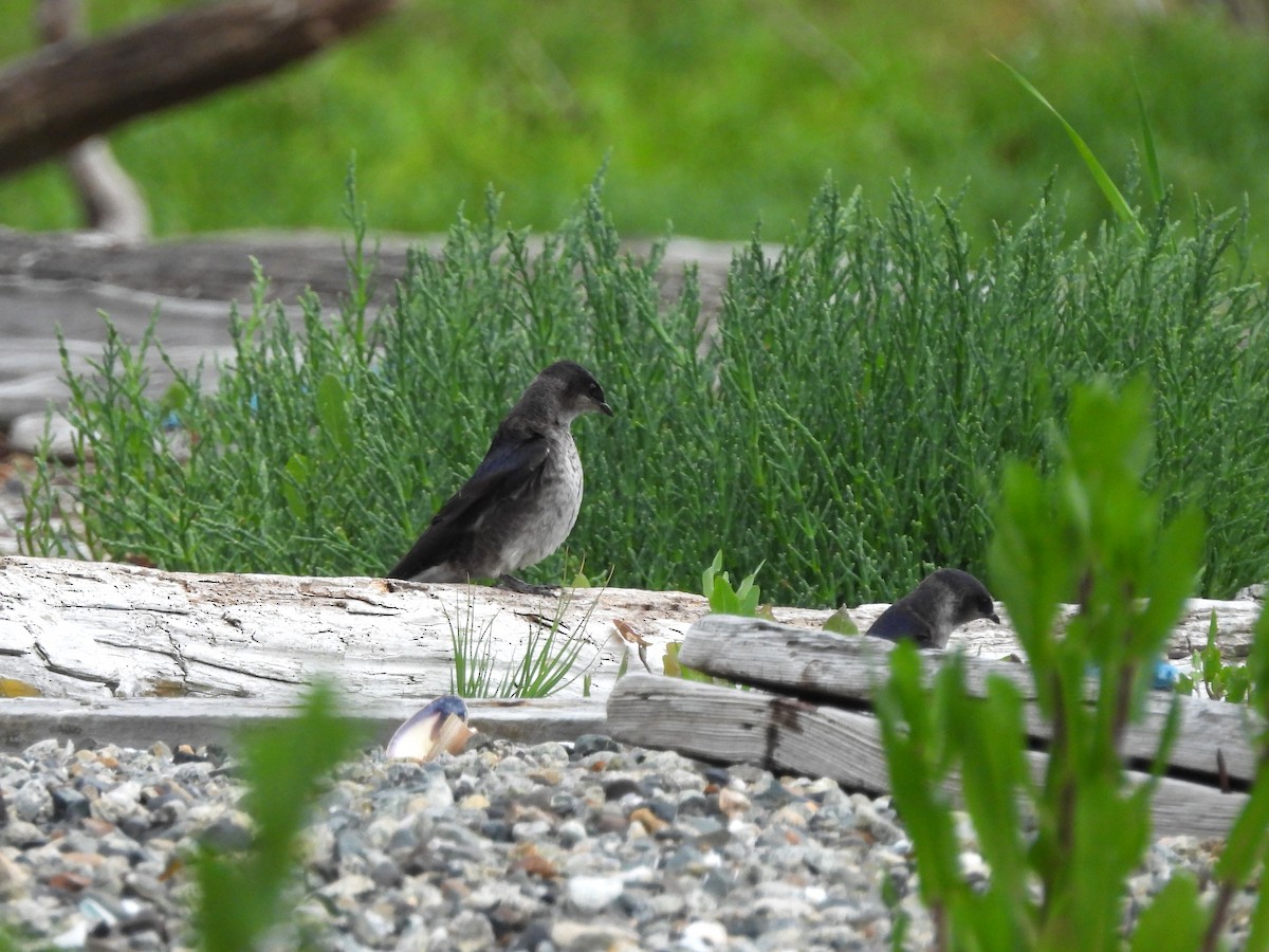 Purple Martin - ML620775624