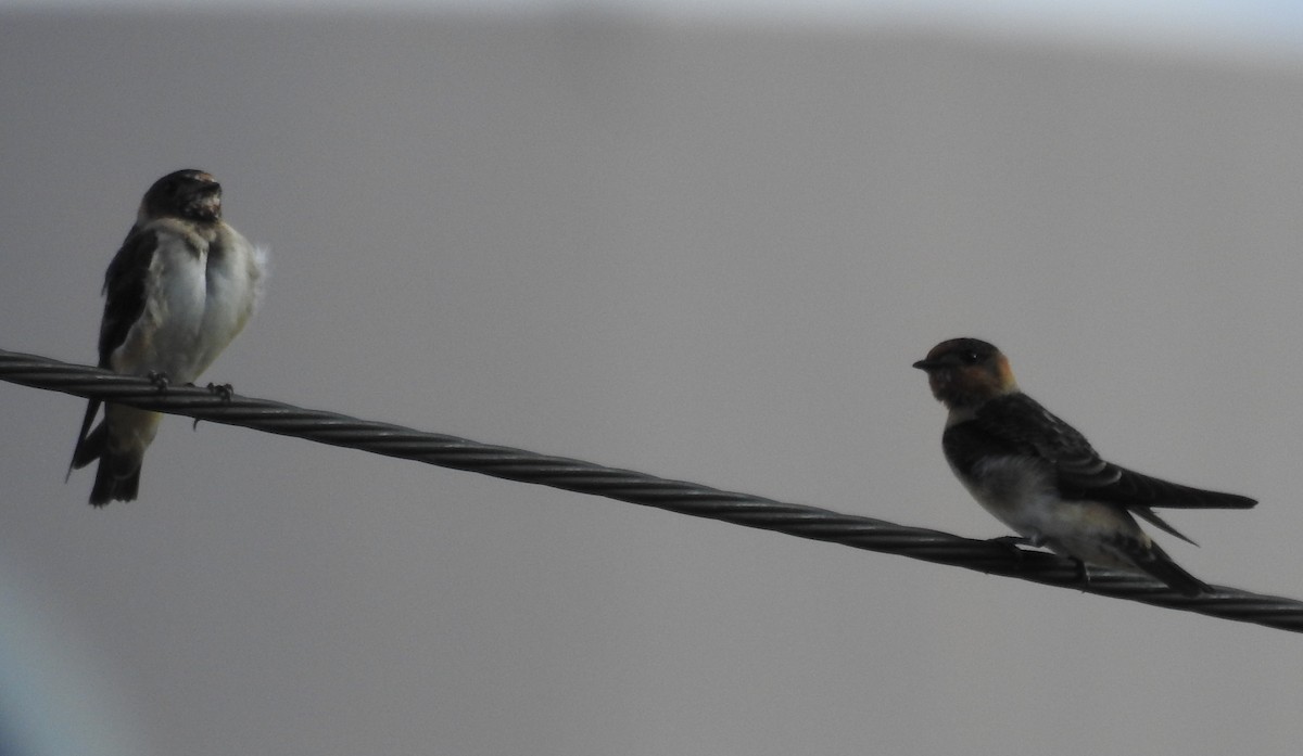 Golondrina Risquera (melanogaster) - ML620775627