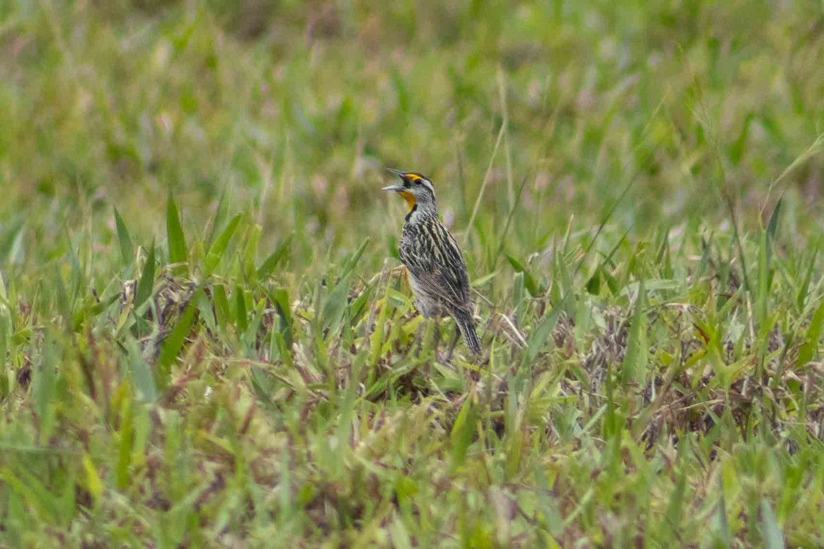 Eastern Meadowlark - ML620775629