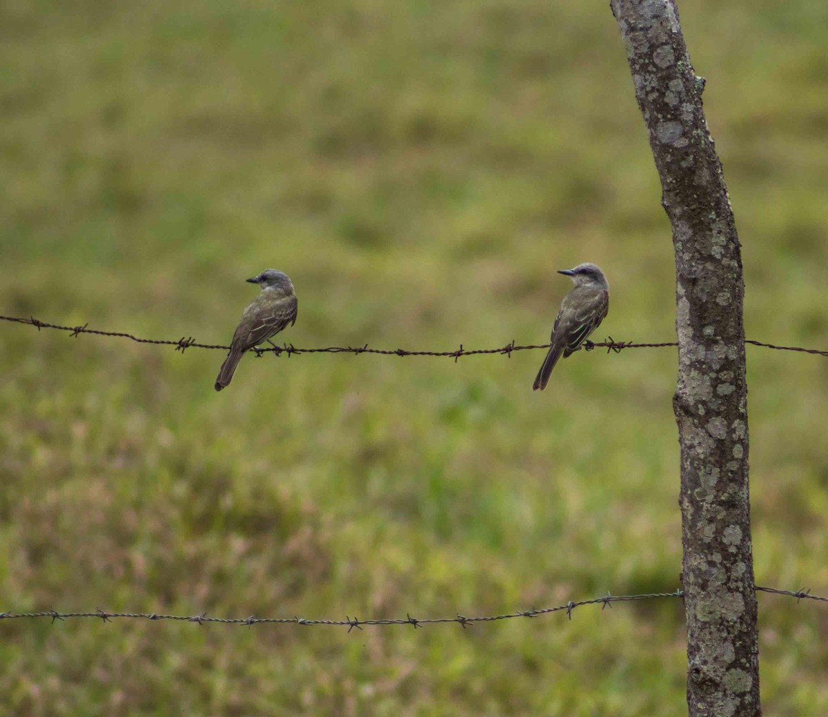 Tropical Kingbird - ML620775631