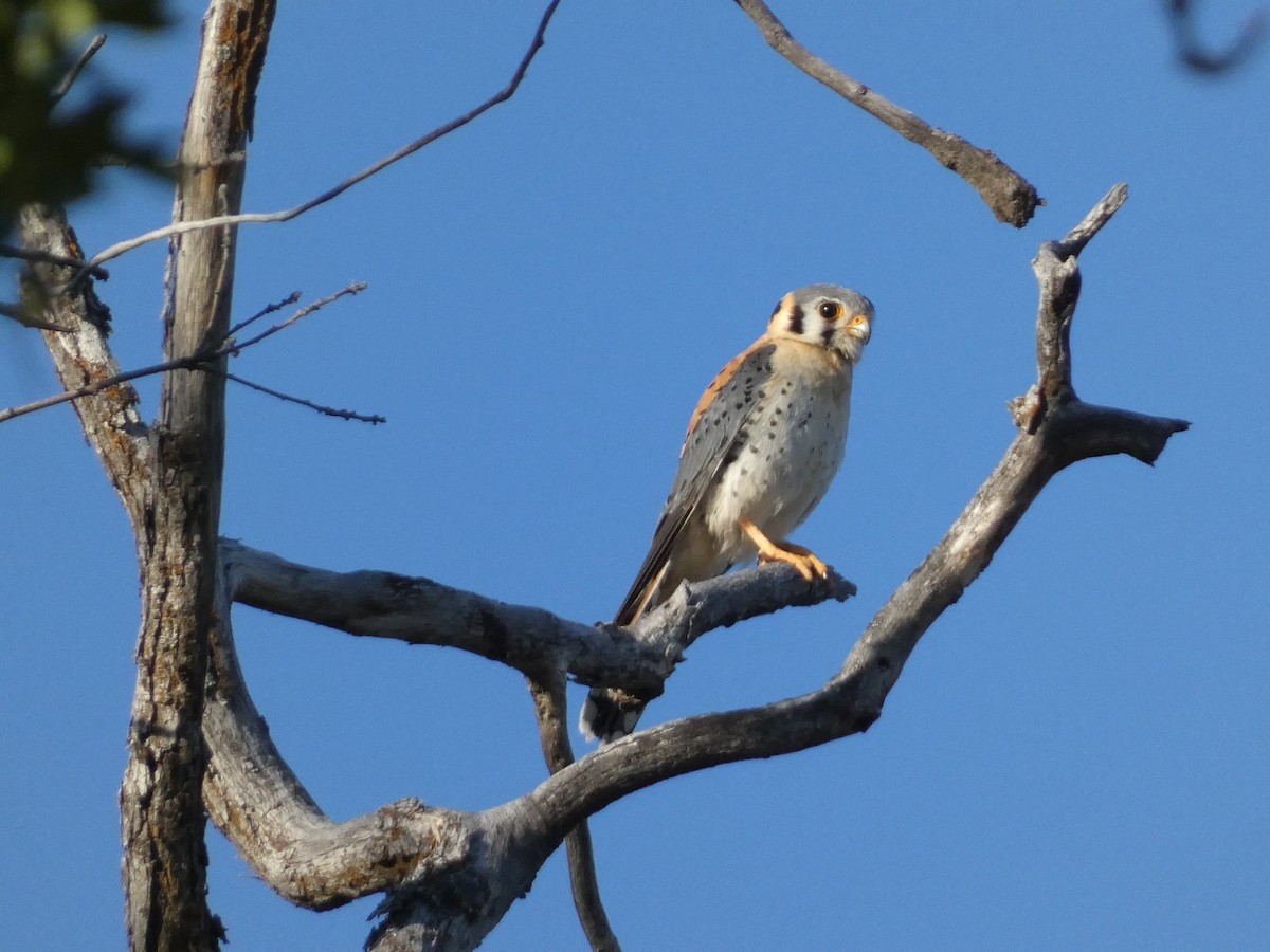 American Kestrel - ML620775632