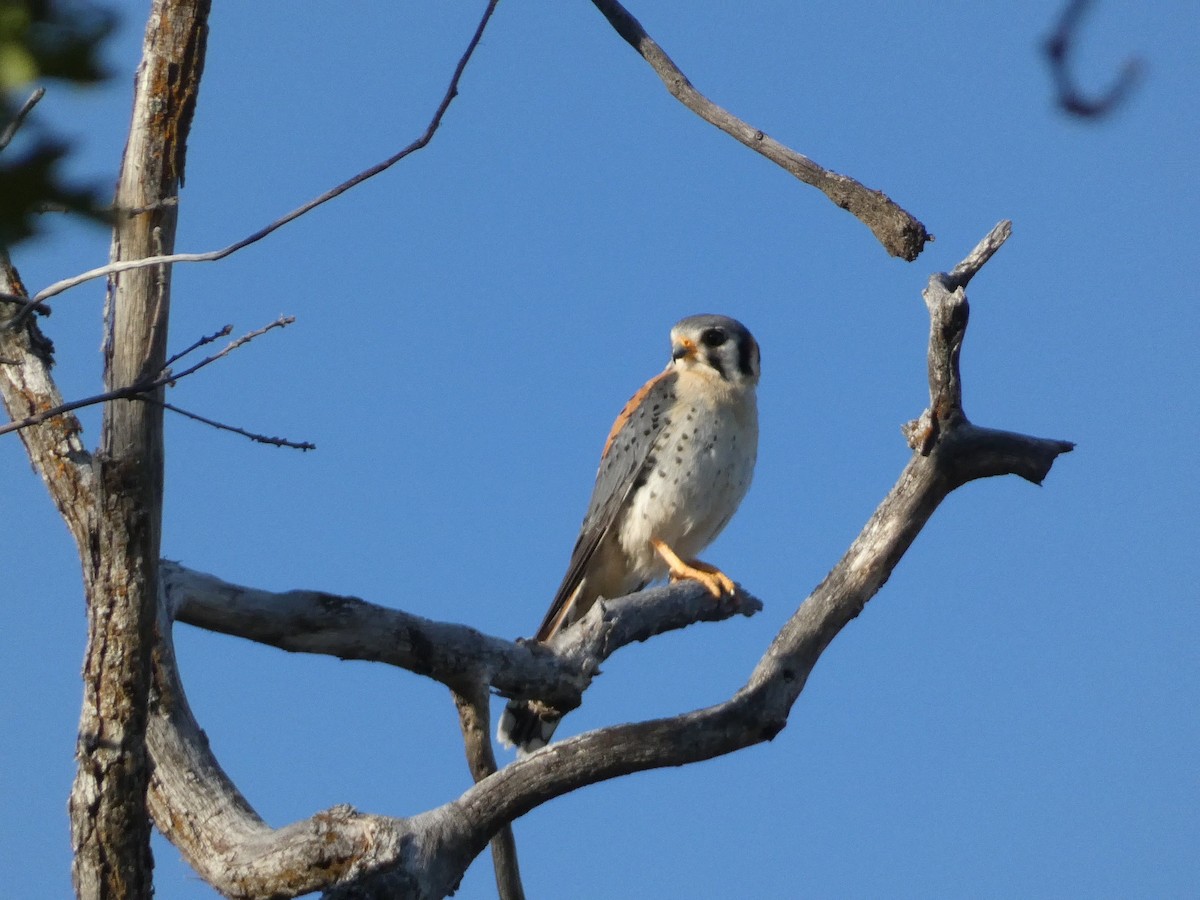 American Kestrel - ML620775633