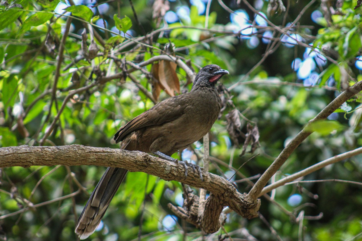 Plain Chachalaca - ELISEO Cabrera