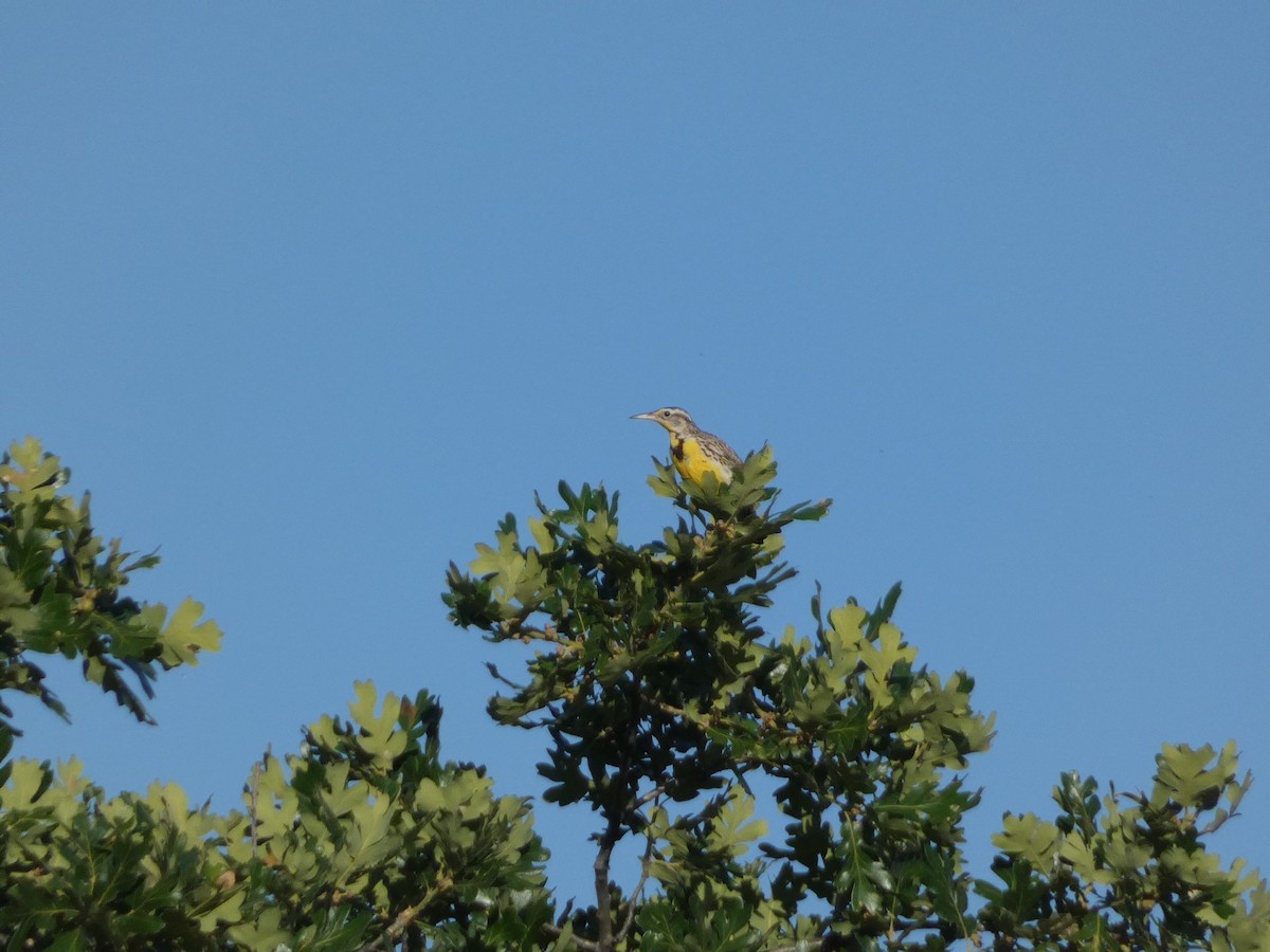 Western Meadowlark - Roberto Macay