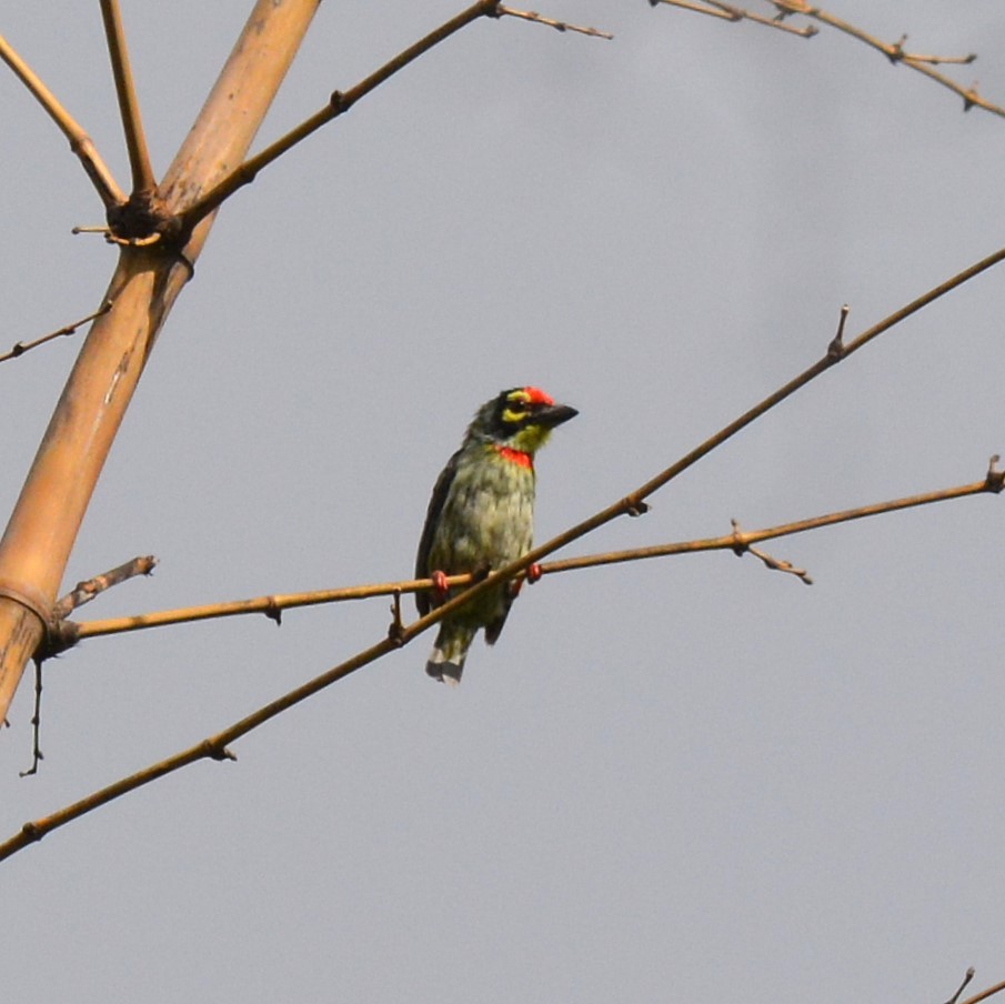 Coppersmith Barbet - ML620775641