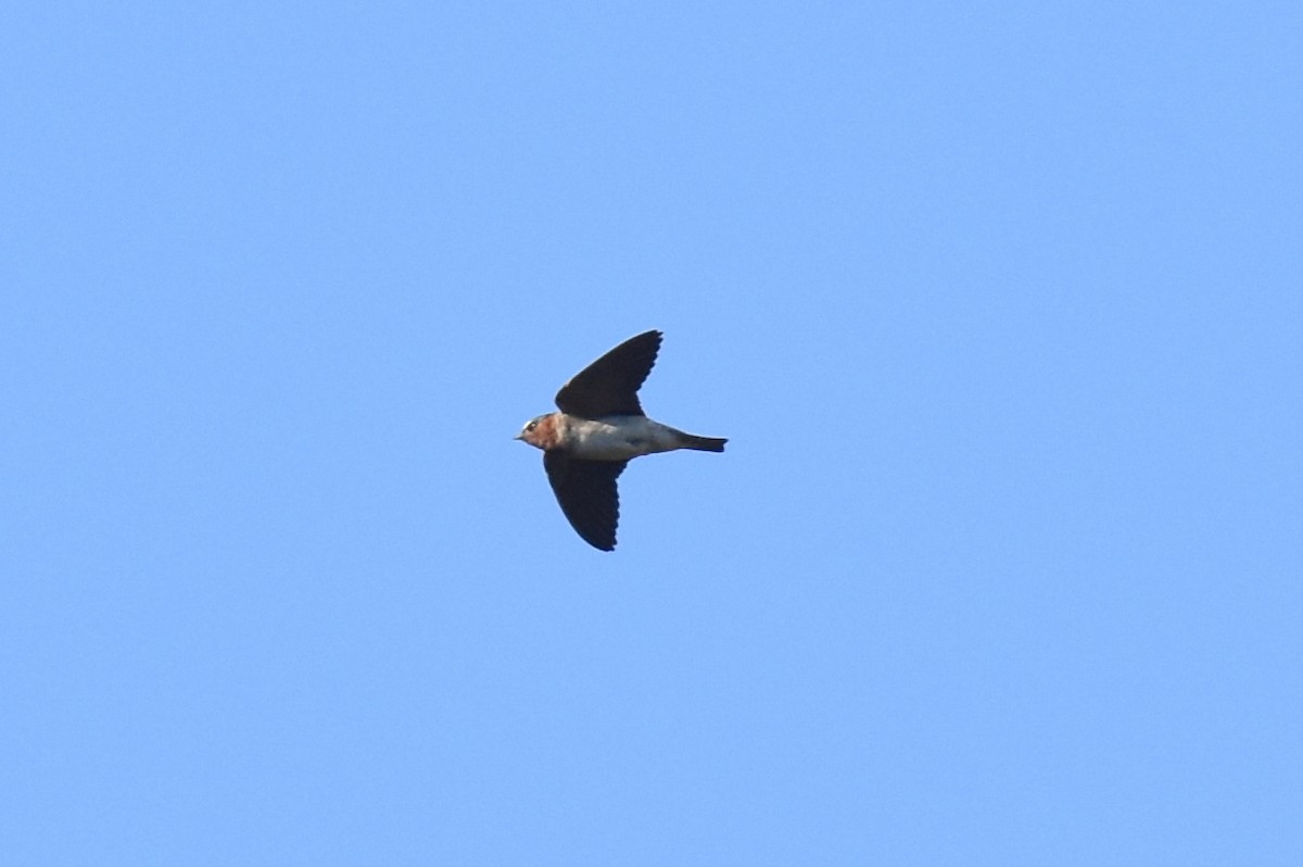 Cliff Swallow - ML620775644