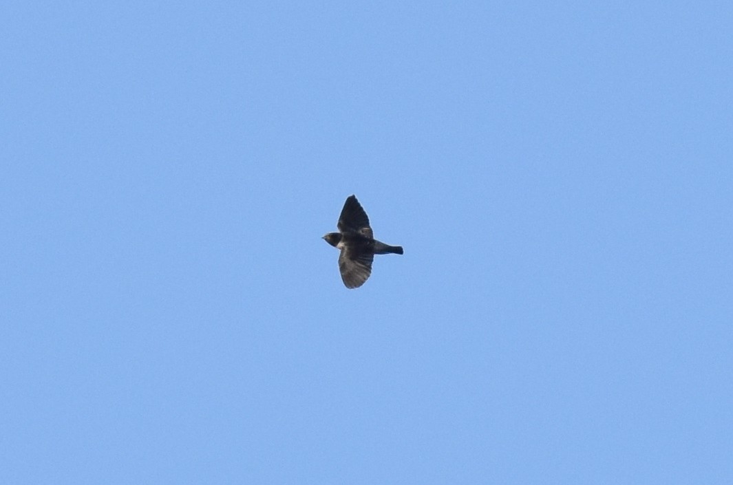 Cliff Swallow - ML620775645