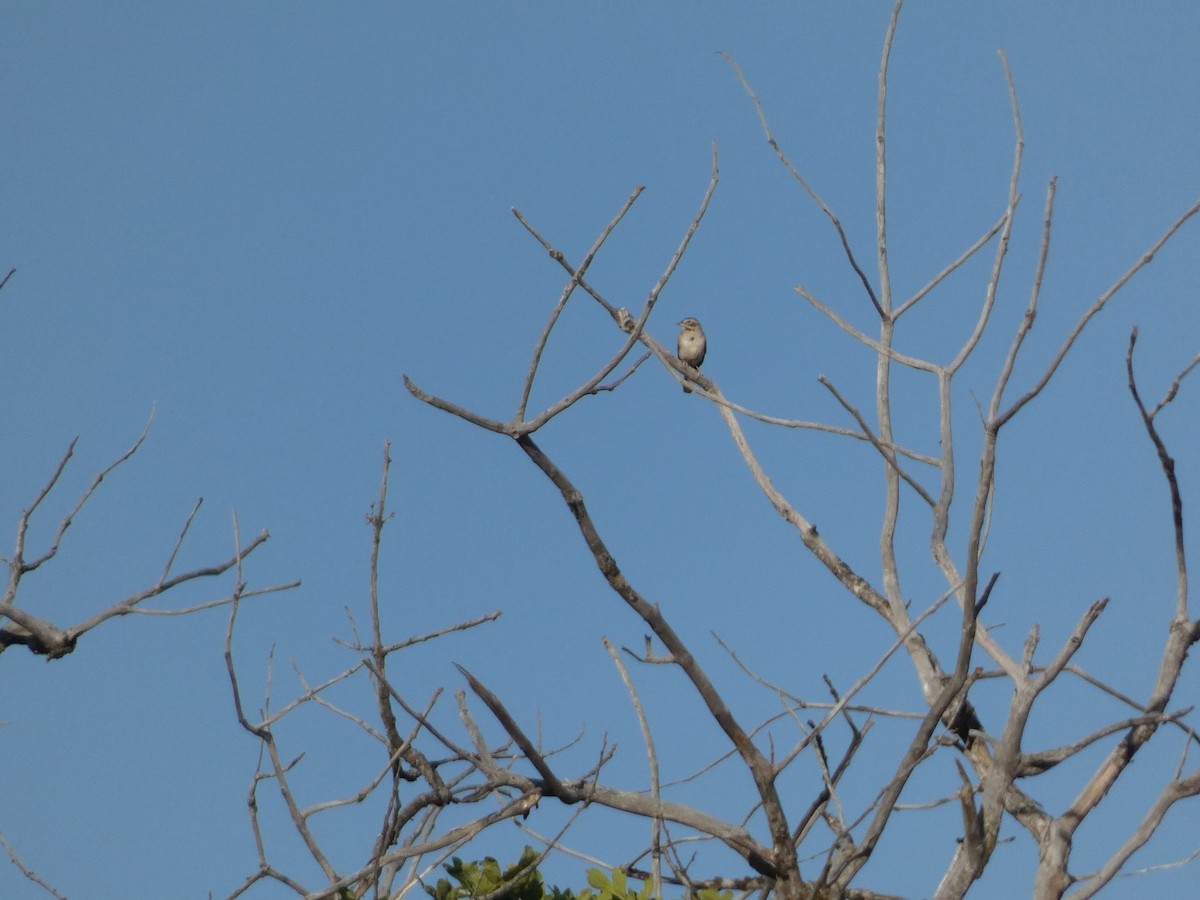 Chingolo Arlequín - ML620775649