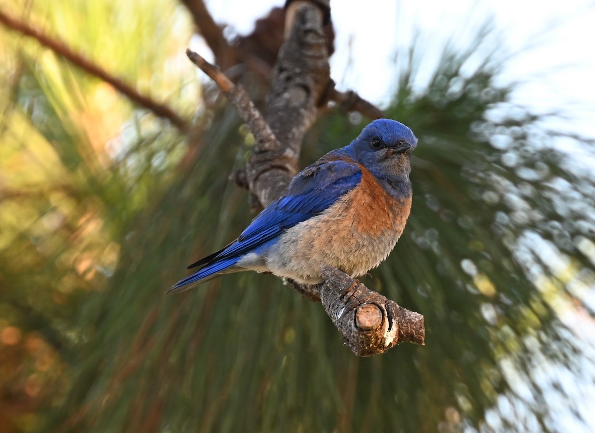 Blaukehl-Hüttensänger - ML620775651