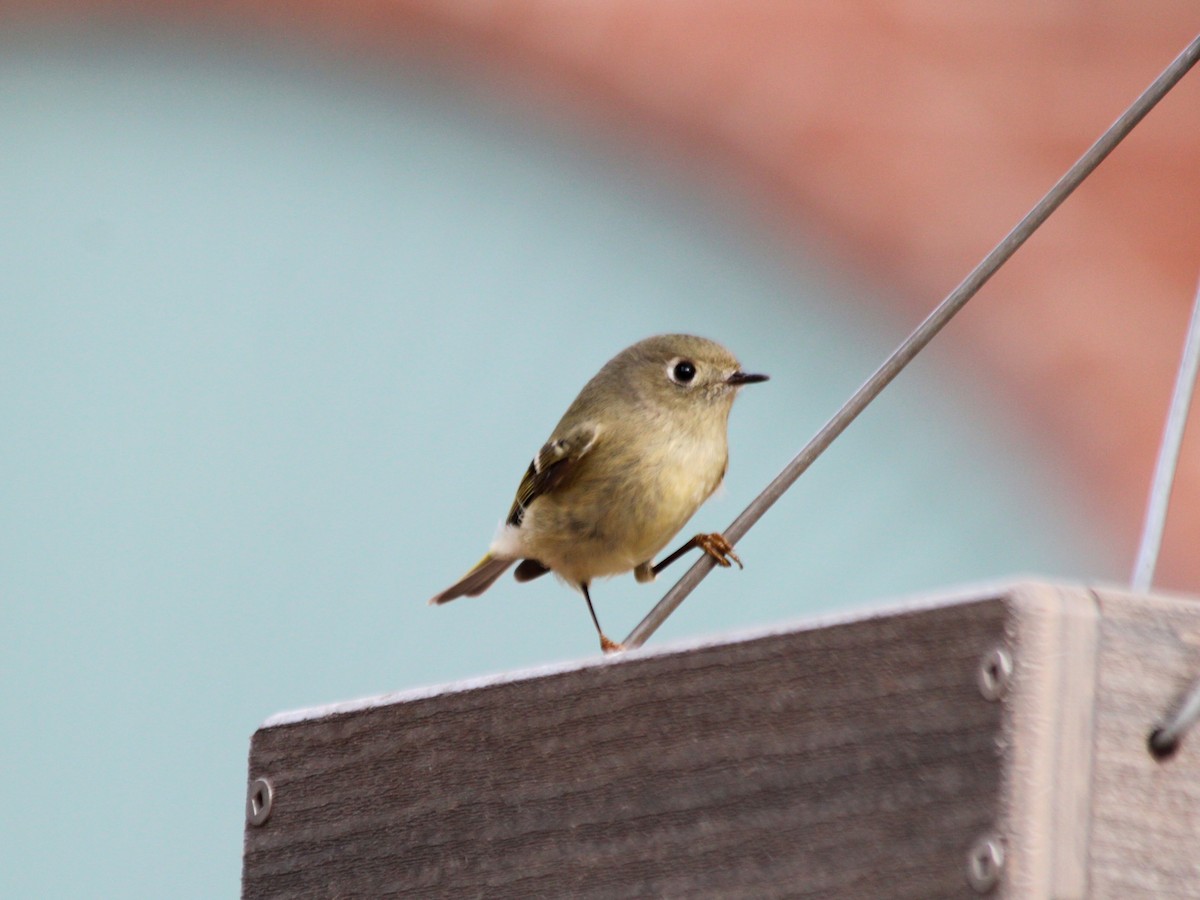 Ruby-crowned Kinglet - ML620775660