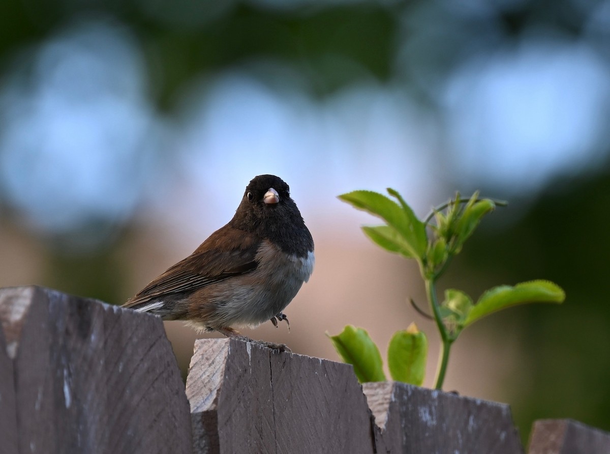 Dark-eyed Junco - Jim Colby