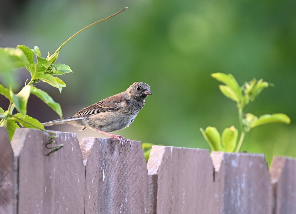 Junco ardoisé - ML620775663