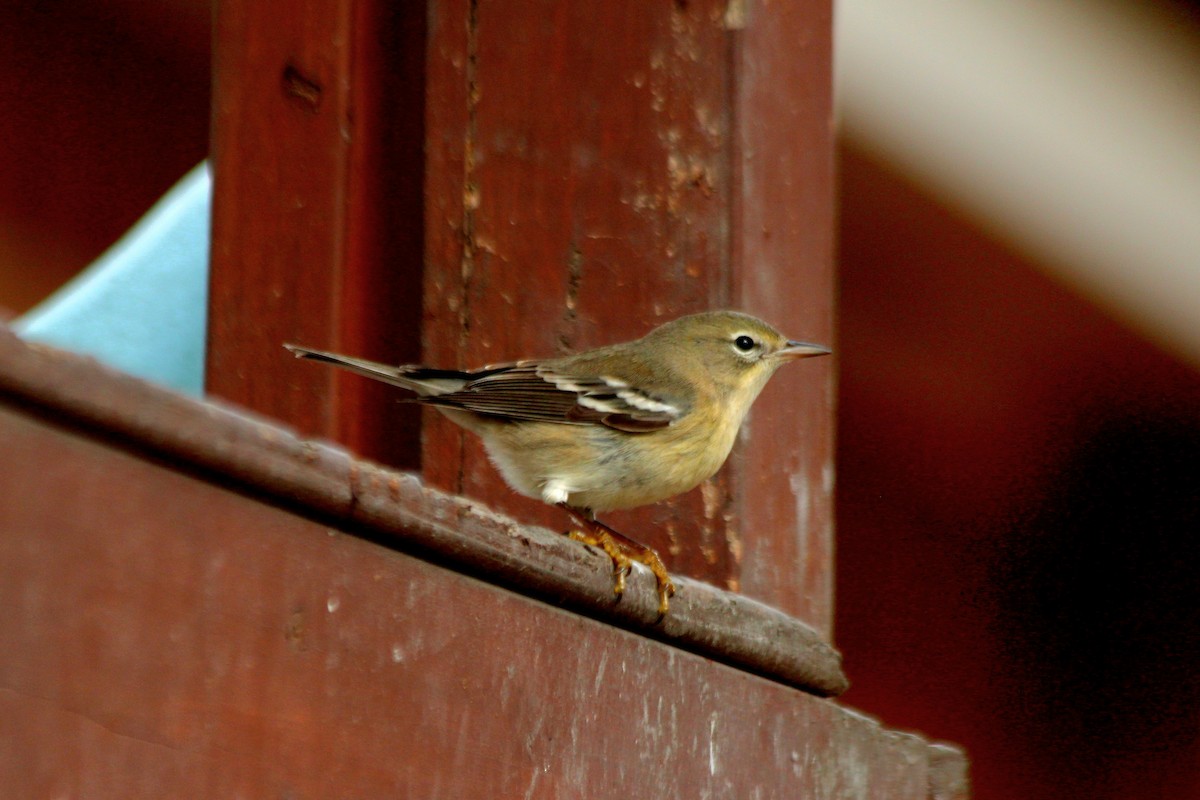 Pine Warbler - ML620775665