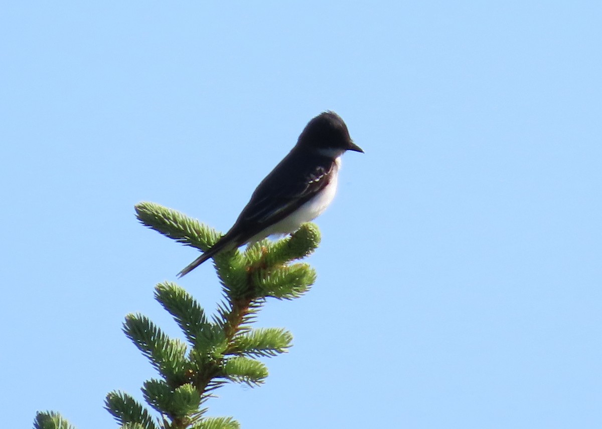 Eastern Kingbird - ML620775666