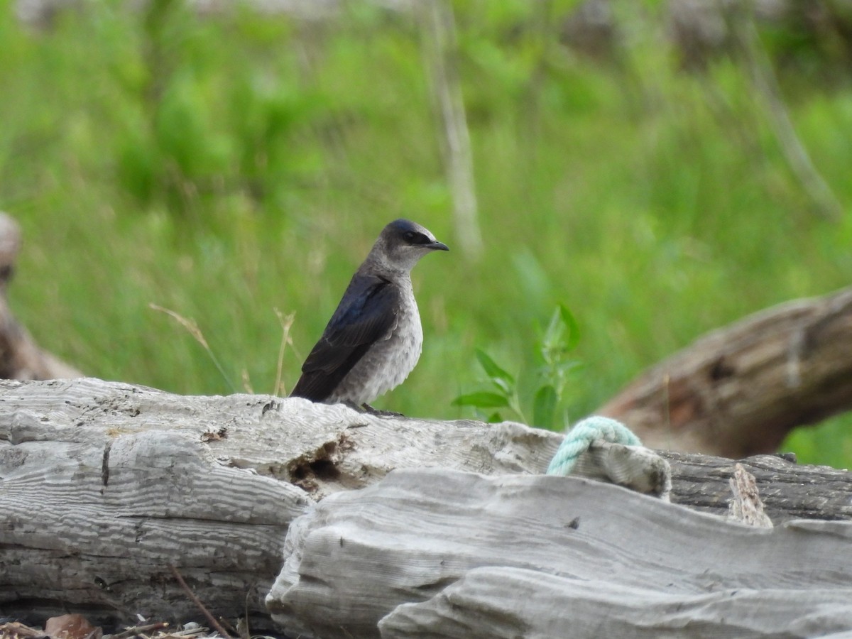 Golondrina Purpúrea - ML620775669