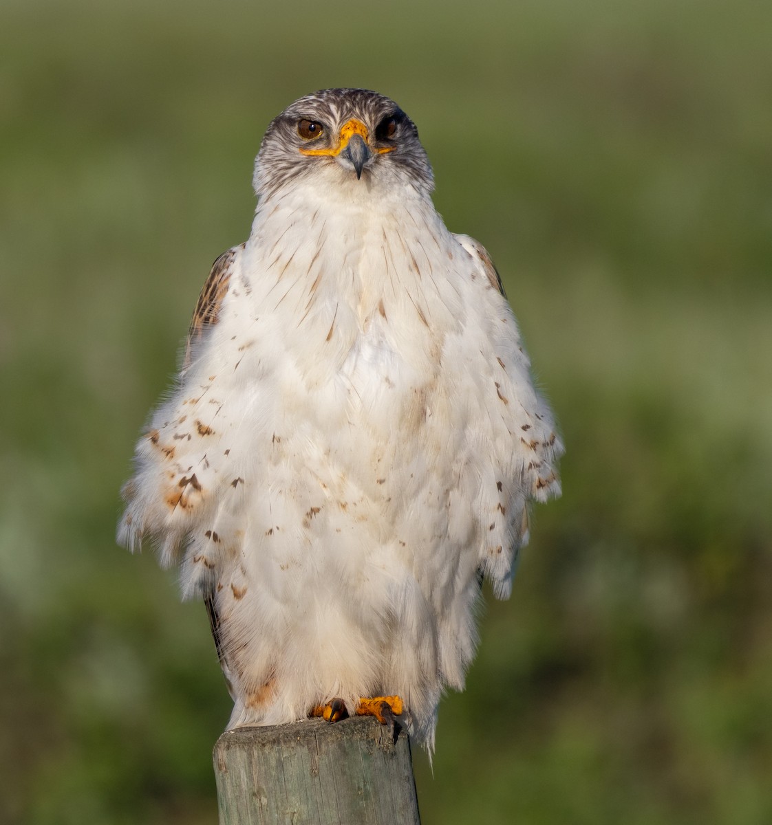 Königsbussard - ML620775671