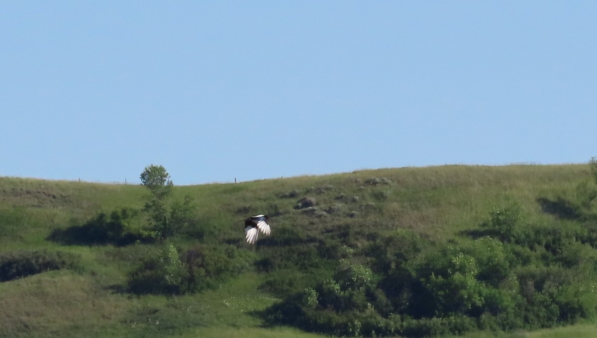 Black-billed Magpie - ML620775679