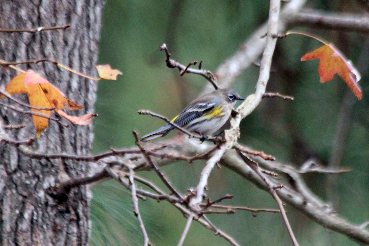 Yellow-rumped Warbler - ML620775682