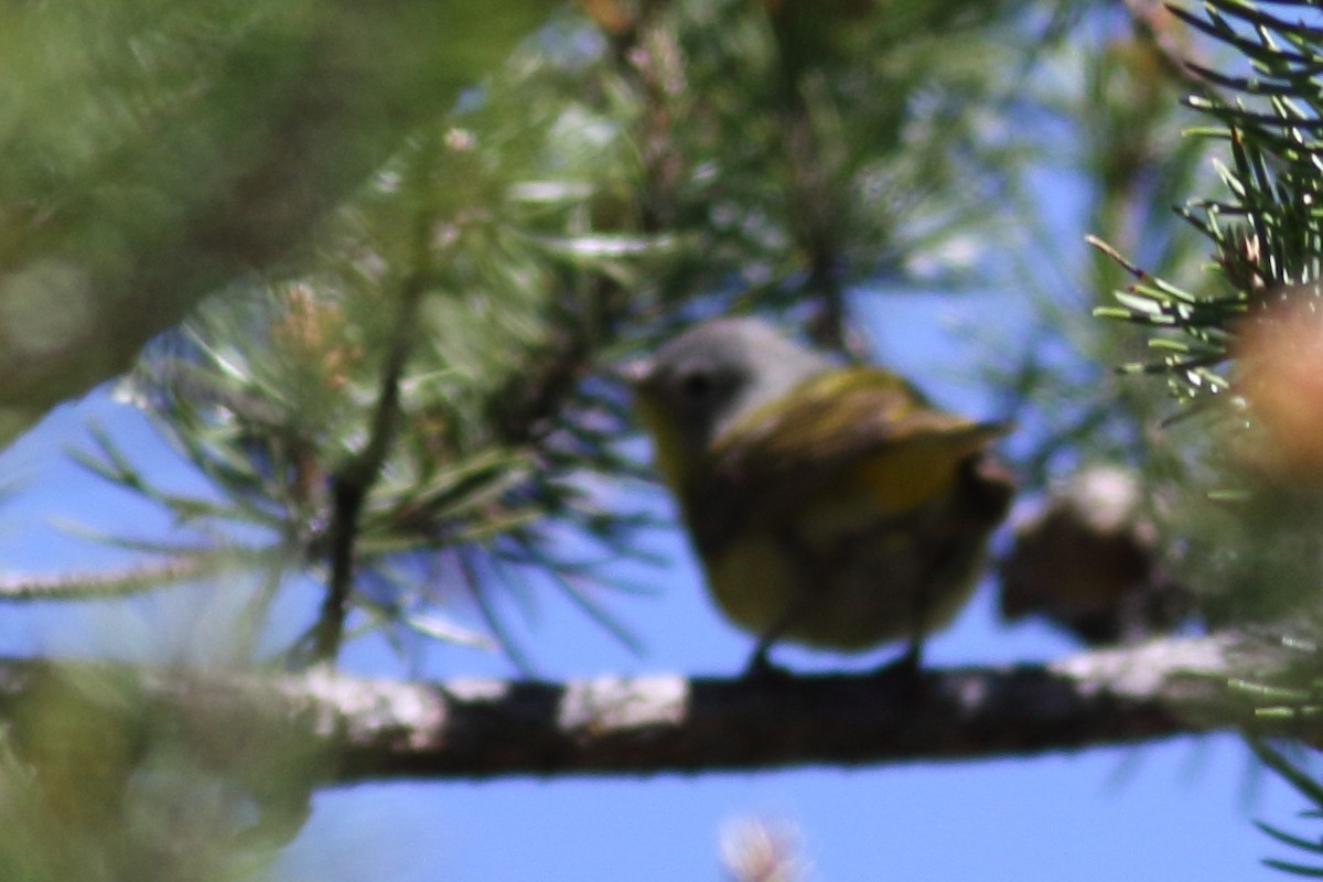 Nashville Warbler - ML620775683