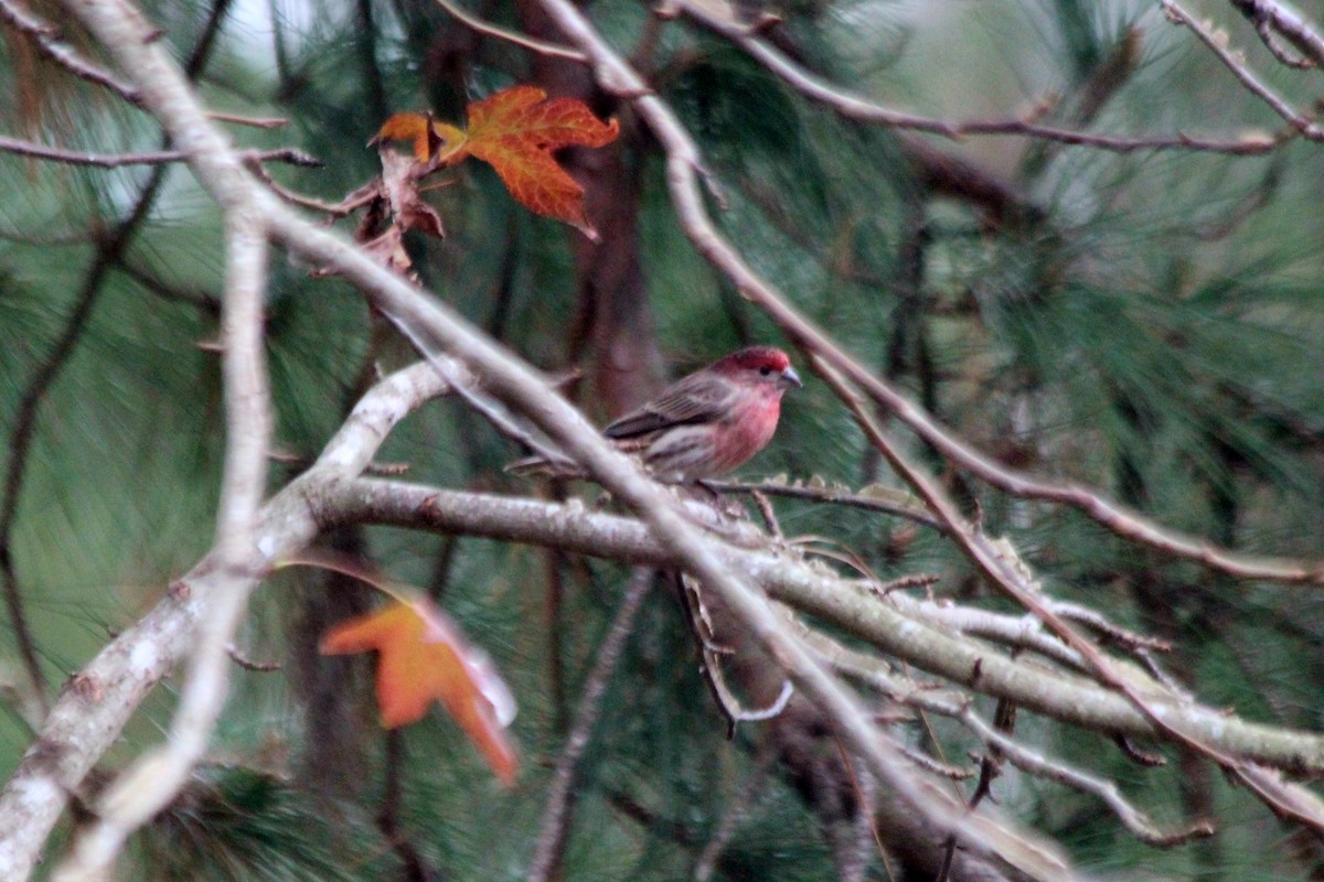 House Finch - ML620775684