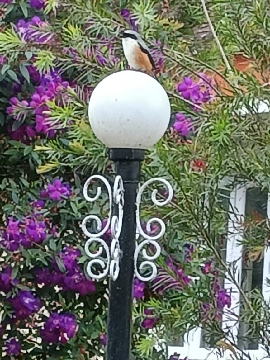 Long-tailed Shrike - ML620775686